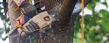 Reliable Princeton Junction, NJ Tree Services Solutions